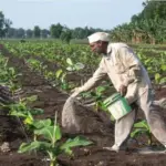 Fertilizer production decreased: କମିଲା ସାର ଉତ୍ପାଦନ; କେମିତି ହେବ ଚାଷ ? ଘାରିଲା ଖାଦ୍ୟ ସଂକଟ ଭୟ