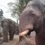 jhargram: ଝାରଗ୍ରାମର ପୋଲିଂ ବୁଥ୍‌ରେ ବିଶାଳ ହାତୀ: ଭୋଟର ଆତଙ୍କିତ