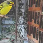 Bird: ବ୍ୟବସାୟ ହେତୁ ୨୦୦ ପ୍ରଜାତିର ପକ୍ଷୀ ବିଲୟମୁଖୀ