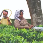 Climate change: ଜଳବାୟୁ ପରିବର୍ତ୍ତନର ପ୍ରଭାବ: କଡ଼ାପଣ ହରାଉଛି ଭାରତୀୟ ଚା