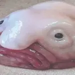 The world’s ugliest animal: ବିଶ୍ବର ଅସୁନ୍ଦର ପ୍ରାଣୀ ବ୍ଲବ୍‌ ଫିସ୍‌