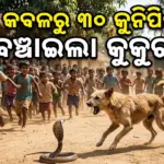 Dog: ଧାର୍ମିକ କାର୍ଯ୍ୟ ପାଖରେ ଥାଏ କୁକୁର ‘କାଳୀ’, ଖାଏନି ଆମୀଷଯୁକ୍ତ ଖାଦ୍ୟ