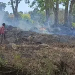 Forest Fire: ଜଳୁଛି ଜଙ୍ଗଲ, ନଷ୍ଟ ହେଉଛି ପ୍ରାକୃତିକ ସମ୍ପଦ