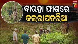 Leopard dies in Nilagiri: ବାରହା ଫାଶରେ ପଡି ବାଘର ମୃତ୍ୟୁ, ତଦନ୍ତ କରୁଛି ଜେଟିଏଫ୍ ଟିମ୍