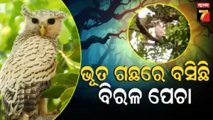 Ghost Tree : ୪୦୦ ବର୍ଷର ‘ଭୂତଗଛ’ରେ ବସିଛି ବିରାଟକାୟ ବିରଳ ପେଚା, ପାଖକୁ ଗଲେ ଲାଗୁଛି ଡର…