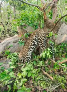 Leopard Died: ଶିକାରୀଙ୍କ ଫାଶରେ ଝୁଲି କଲରାପତରିଆ ବାଘର ମୃତ୍ୟୁ