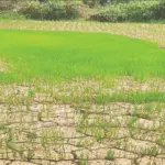 Climate change: ଚିନ୍ତା ବଢ଼ାଇଲାଣି ଜଳବାୟୁ ପରିବର୍ତ୍ତନ: ଏଲ୍‌ନିନୋ ମାଡ଼ି ଆସିବା ସମ୍ଭାବନା ୮୨%