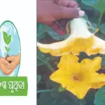 Humans: ଫୁଲକୁ ଚୁମୁନି ଭ୍ରମର: ମଣିଷ ହାତରେ ପରାଗସଙ୍ଗମ, ବଦଳୁଛି ଚାଷର ପରିଭାଷା
