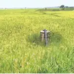 Private farming: ସରକାରୀ ଫାର୍ମରେ ବେସରକାରୀ ଚାଷ: ୨୦ ଏକର ଜମିରେ ଲାଗିଛି ଧାନ, ସନ୍ଦେହରେ କର୍ମଚାରୀ