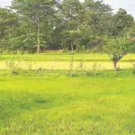 Farming: ବର୍ଷାଭାବ ଯୋଗୁ ଆଗେଇପାରୁନି ଚାଷ: ମୌସୁମୀ ବିଳମ୍ବିତ, ଆଶଙ୍କାରେ ସୁନ୍ଦରଗଡ଼ର ଚାଷୀ