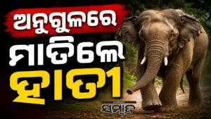 Elephant Attacks: ଚାଳଘର ଭାଙ୍ଗି ବୃଦ୍ଧଙ୍କର ଜୀବନ ନେଲା ହାତୀ, ଆଉ ଜଣେ ବୃଦ୍ଧଙ୍କୁ କଚାଡ଼ିଲା