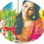 Plants growing: ବିନାମାଟିରେ ବଢ଼ୁଥିବା ଗଛ, ଘରକୁ କରେ ଶୁଦ୍ଧ ଓ ସବୁଜ