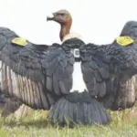 Black vultures: ପାକିସ୍ତାନରୁ ଭାରତ ଆସୁଛନ୍ତି କଳା ଶାଗୁଣା